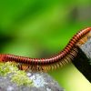 are-millipedes-dangerous